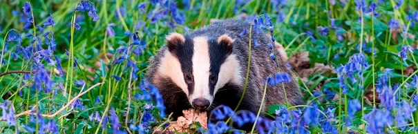 Badger