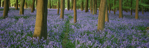 Bluebell Track