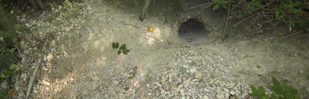 Sett Entrance