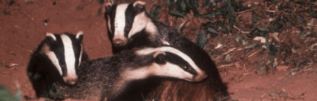 Badger Trio
